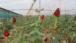 Sevgililerin Gülleri Menderes’ten