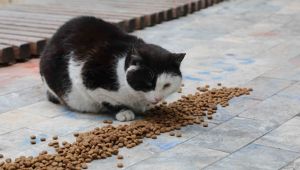 Bayraklı Belediyesi’nden can dostlara su ve mama