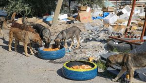 Buca Belediyesi'nden mama kabı seferberliği