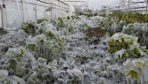 İzmir Valiliğinden zirai don uyarısı