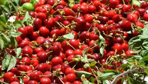 Başkan Soyer’den üreticiye destek çağrısı! "El verin hem üreticiyi hem tüketiciyi doyuralım”