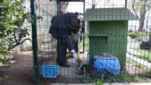Başkan Tugay sokak hayvanlarına mama dağıttı 