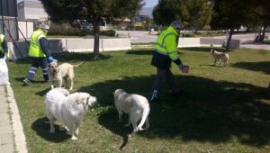 Büyükşehir sokağa çıkma yasağında da can dostlar unutulmadı