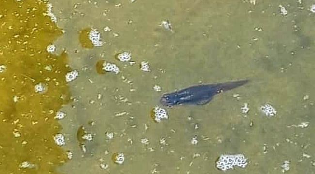 Çeşme'de "sivrisinek balığı" ile sivrisinek mücadelesi