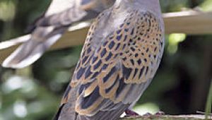 Eminönü'nde kuşları ezen vicdansız sürücü adliyeye sevk edildi