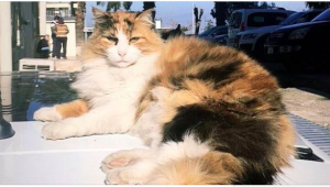 Göztepe’nin maskotu Totem saldırıya uğradı, yaşamını yitirdi