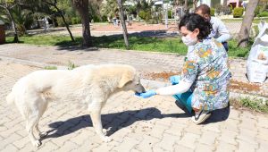 Güzelbahçe Belediyesi Can Dostları Unutmadı