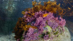  İzmir Körfezi’nden tablo gibi kareler