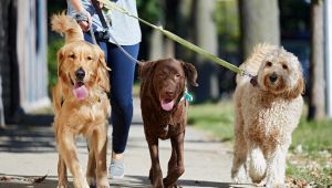 Sokağa çıkma yasağında hayvanseverlere müjde! Hayvanlarını gezdiren ve besleyenlerin cezası iptal edildi