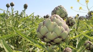 Urla'da festival iptal olunca internetten enginar satışları patladı