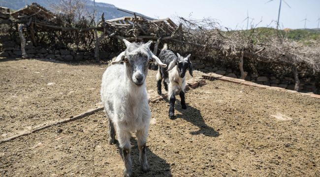 Annesiz kalan oğlakları Büyükşehir kurtardı
