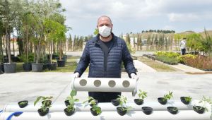 Başkan Gümrükçü'den balkonda topraksız tarıma tam destek!