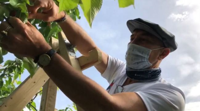Başkan Soyer ve İzmir'in gönüllü ordusu hasada başladı! "Başka bir tarım mümkün!"