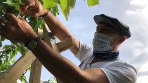 Başkan Soyer ve İzmir'in gönüllü ordusu hasada başladı! "Başka bir tarım mümkün!"