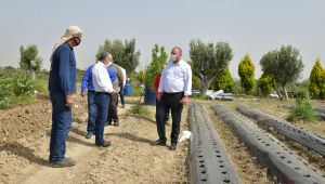 Başkan Utku Gümrükçü Çiftçiler Günü'nü Makamda Değil Tarlada Kutladı