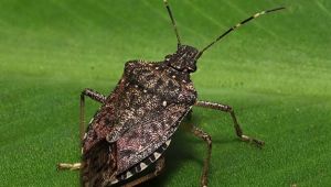 Bilim Kurulu Üyesi Okyay kritik soru cevapladı: Böceklerden korona virüs geçer mi ?