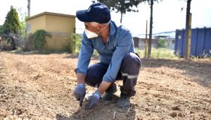 Bornova Bamyası geleceğe taşınıyor