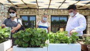 Buca’nın tüm arazileri tarımsal üretime açılıyor