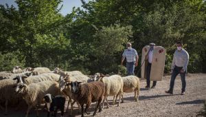 Büyük ve küçükbaş hayvanların yayla serüveni başladı