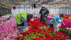 Büyükşehir'den çiçekçilik sektörüne destek, annelere hediye