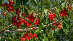 Büyükşehir'den mevsimlik işçilere destek! Hijyen seti ve gıda paketi!