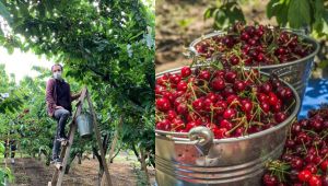 Büyükşehir'den üretim seferberliği! 432 gönüllü 150 üreticiye meyve hasadına gidiyor