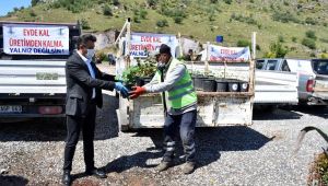 Dikili Belediyesi'nden üretim seferberliği! Vatandaşlara 20 bin fide dağıtıldı!