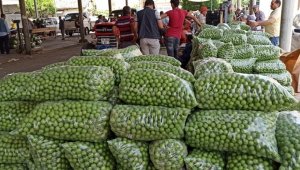 Erik fiyatlarında büyük düşüş