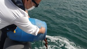 İzinsiz avlanan deniz patlıcanları denize salıverildi