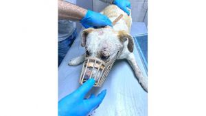 İzmir'de eziyet gören hayvanlar AHBAP'a emanet