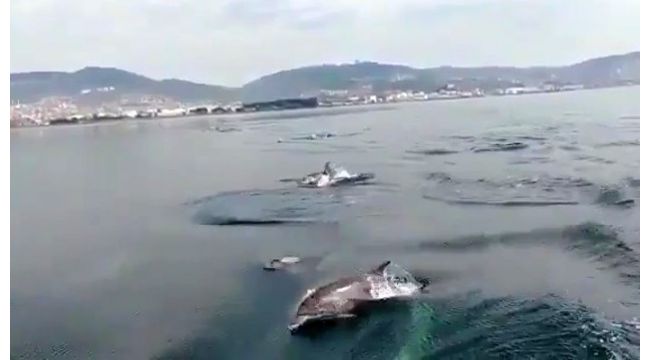 İzmir Körfezi'nde yunus sürüsü tekneyle yarıştı