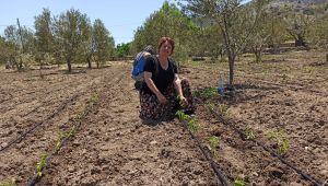 Karaburun Belediyesi'nden üretime tam destek! 19 bin fide toprakla buluştu!