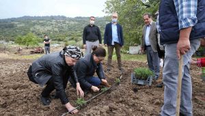 Karşıyaka'da Yamanlar domatesinin dönüş yolculuğu başladı!