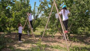 Kemalpaşa’da kiraz hasadı devam ediyor! Üretici de gönüllü de memnun