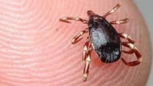 Korona tehlikesi bitmeden korkulan oldu! Diğeri çıktı, ölümcül tehlike erken hortladı