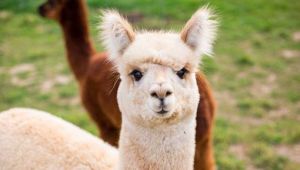 Koronavirüs'ün tedavisi lamalarda olabilir mi?