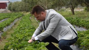 Menemen Belediyesi tıbbı bitkiler üretimine başladı!