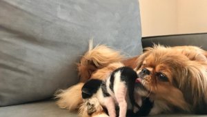 Mira isimli köpek, anneleri köpeklerin saldırısıyla ölen kedi yavrularına annelik yapıyor