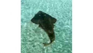 Nadiren görülen balık Çeşme'de görüntülendi! Neredeyse 2 metre uzunluğunda