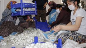 Ödemiş’in ipekböcekçiliği projesinde hasat zamanı