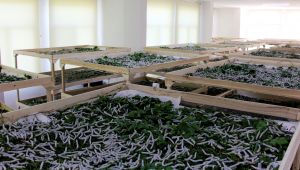 Ödemiş'te ipekböcekçiliği kadın üreticilerin ellerinde canlanıyor