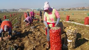 Ödemiş'te hasat arttı, patatesin fiyatı düştü
