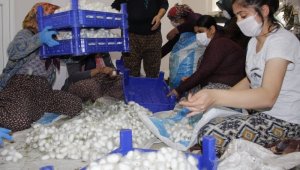 Ödemiş'te ipek böcekçiliği hasadı zamanı