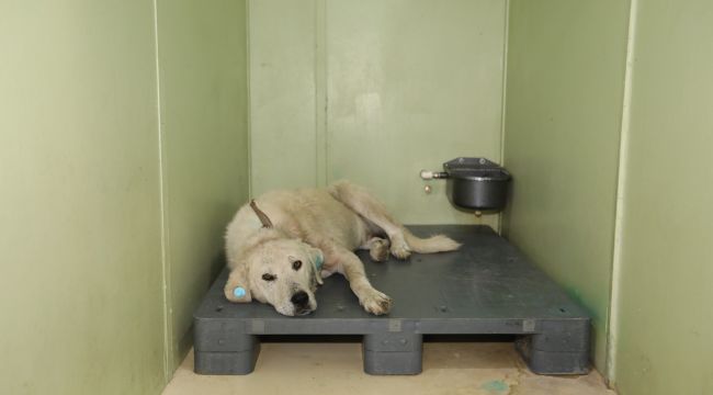 Saçma ile yaralanan köpek yeni yuvasına kavuştu!