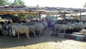 Tarım Bakanlığı Bilim Kurulu üyesinden kritik hayvan pazarı uyarısı!