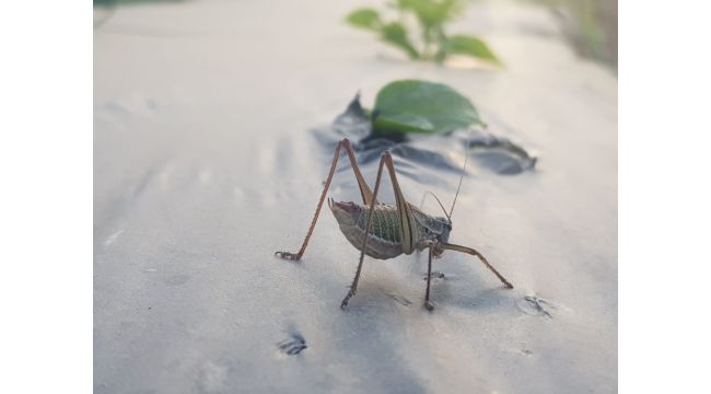 Tire'de çekirgeler mahsullere zarar verdi