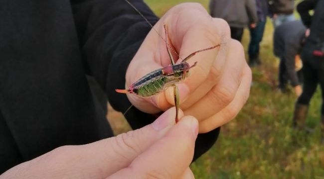 Tire'de çekirgelere karşı mücadele çalışmaları başladı