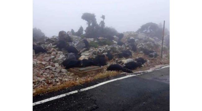 Yıldırım düşmüş keçileri telef olmuştu, Soyer'den destek geldi