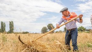 Başkan Soyer hasada katıldı, üreticiye müjdeyi verdi!