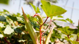 Bornova Bamyası’na coğrafi tecsil! Başkan İduğ: “Sırada Bornova Misketi var”